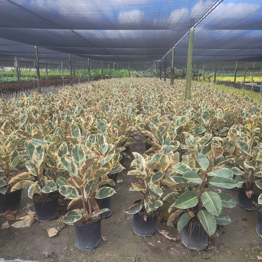 ficus-elastica-tineke-rubber-plant-indian-rubber-tree