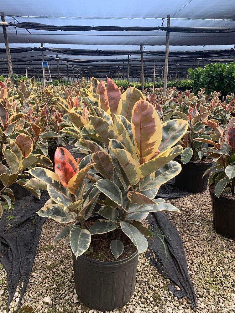 ficus-elastica-tineke-rubber-plant-indian-rubber-tree