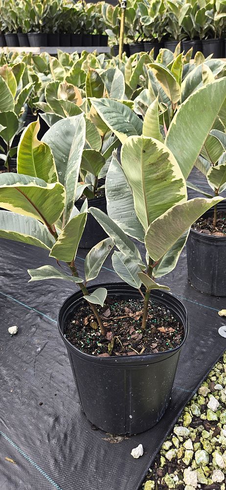 ficus-elastica-tineke-rubber-plant-indian-rubber-tree