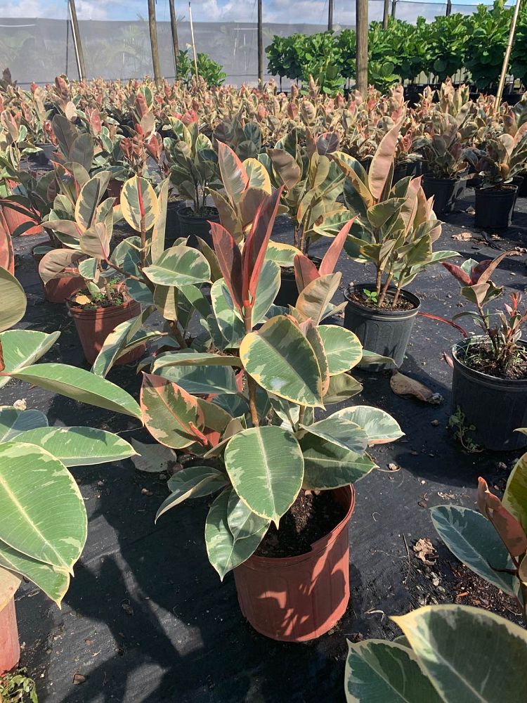 ficus-elastica-tineke-rubber-plant-indian-rubber-tree