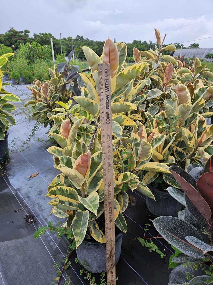 ficus-elastica-tineke-rubber-plant-indian-rubber-tree