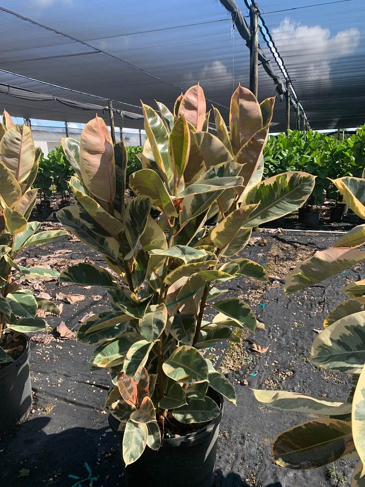 ficus-elastica-tineke-rubber-plant-indian-rubber-tree