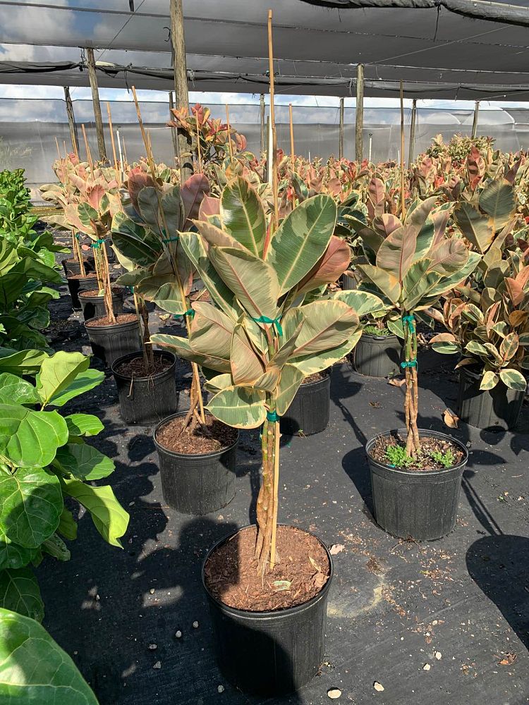 ficus-elastica-tineke-rubber-plant-indian-rubber-tree