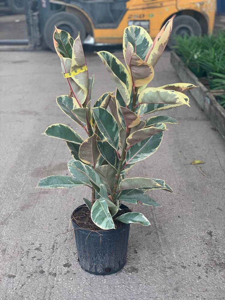 ficus-elastica-tineke-rubber-plant-indian-rubber-tree