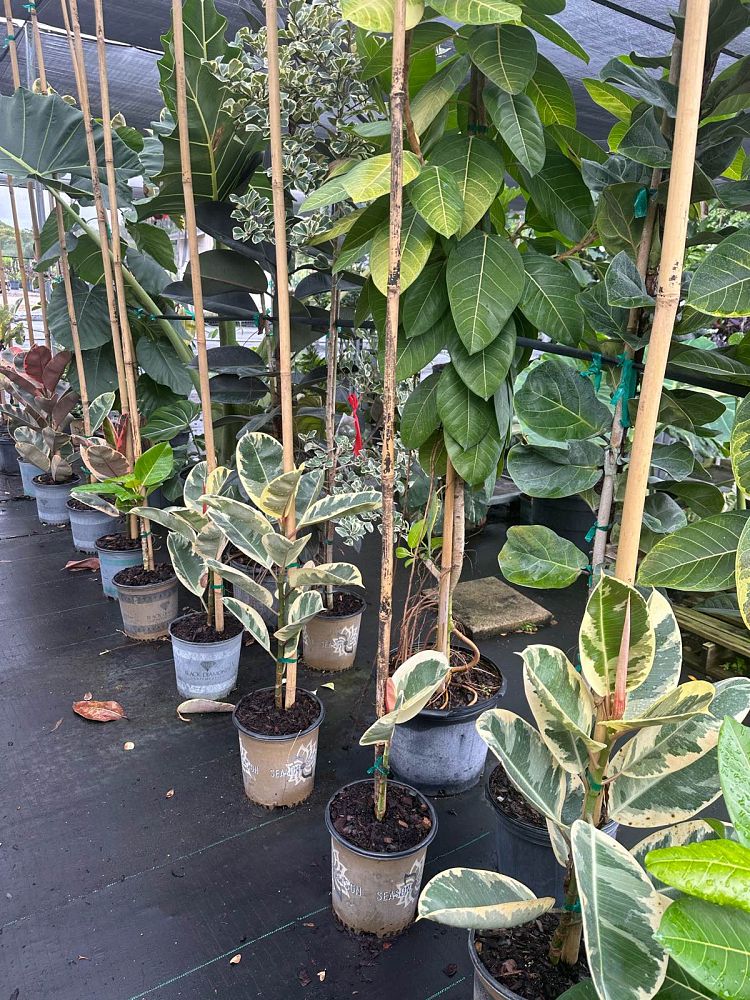 ficus-elastica-tineke-rubber-plant-indian-rubber-tree
