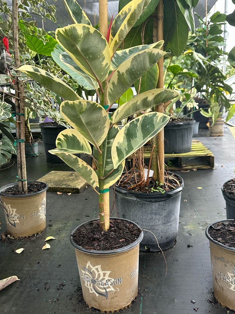 ficus-elastica-tineke-rubber-plant-indian-rubber-tree