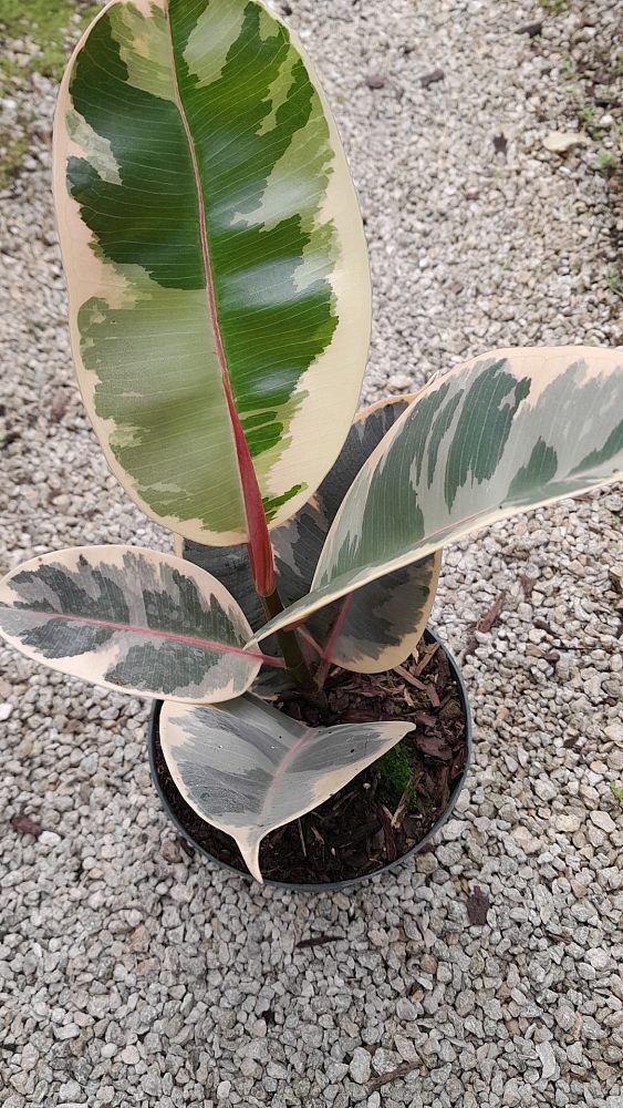 ficus-elastica-tineke-rubber-plant-indian-rubber-tree