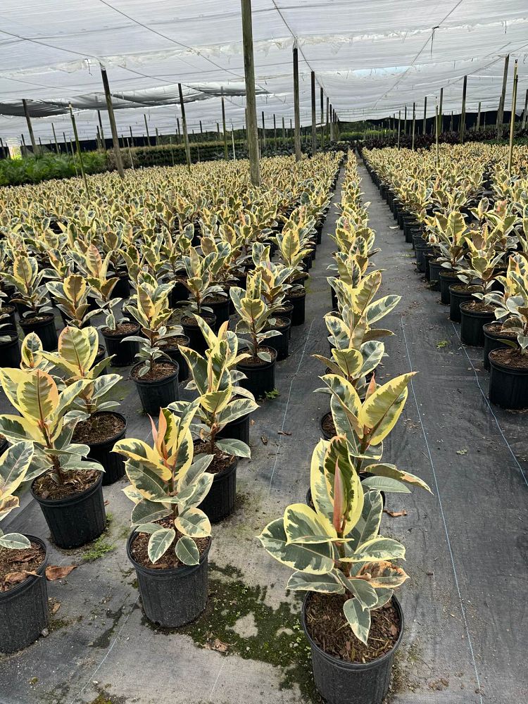 ficus-elastica-tineke-rubber-plant-indian-rubber-tree