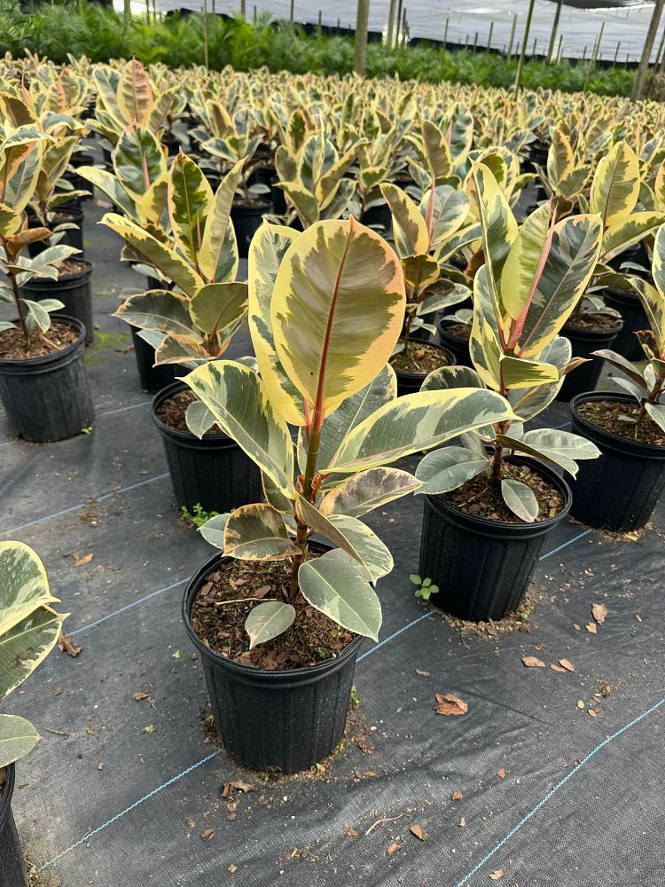 ficus-elastica-tineke-rubber-plant-indian-rubber-tree