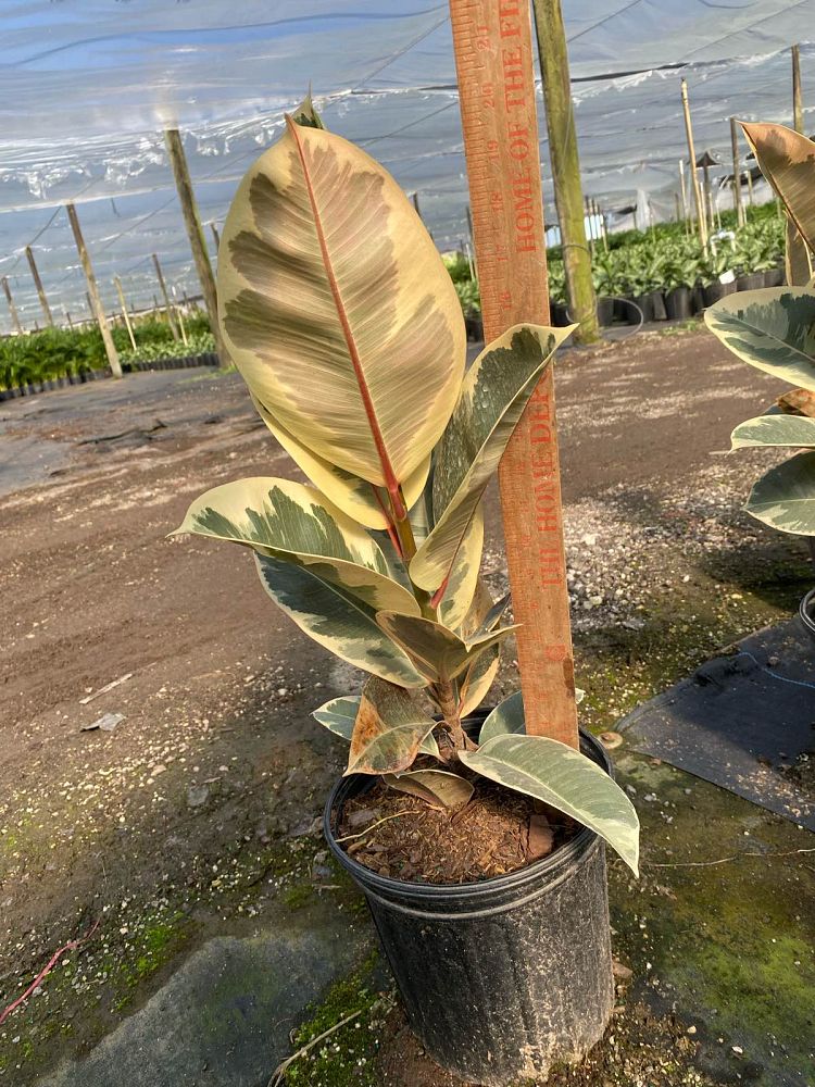 ficus-elastica-tineke-rubber-plant-indian-rubber-tree