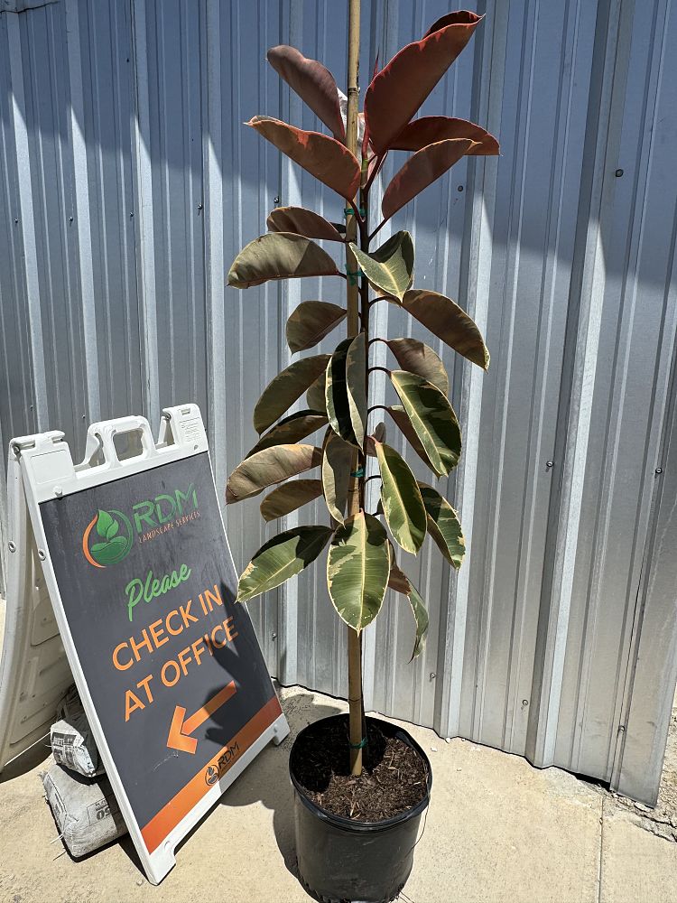 ficus-elastica-tineke-rubber-plant-indian-rubber-tree