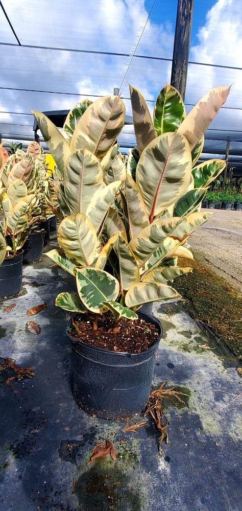 ficus-elastica-tineke-rubber-plant-indian-rubber-tree