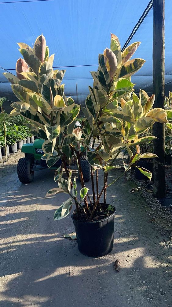 ficus-elastica-tineke-rubber-plant-indian-rubber-tree