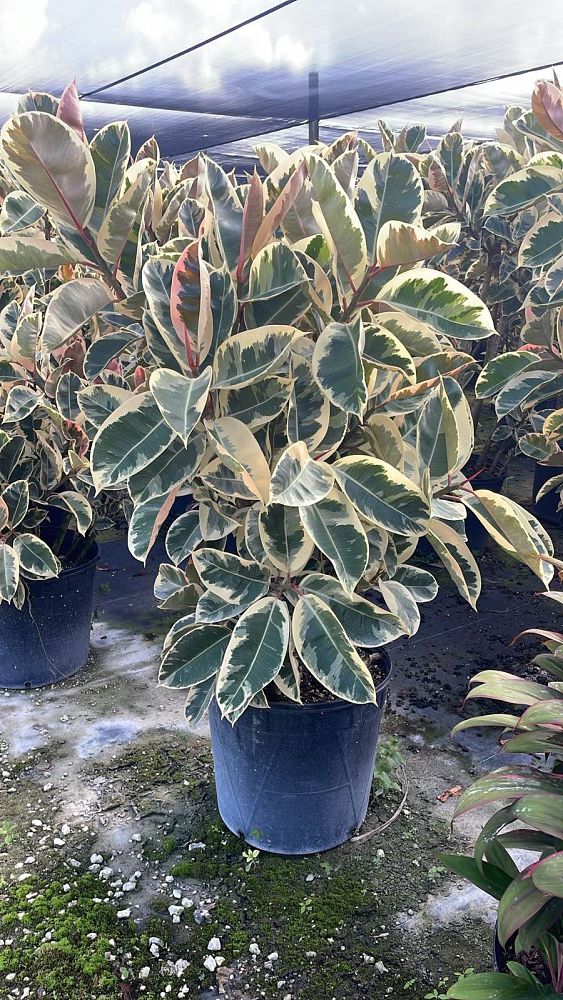 ficus-elastica-tineke-rubber-plant-indian-rubber-tree