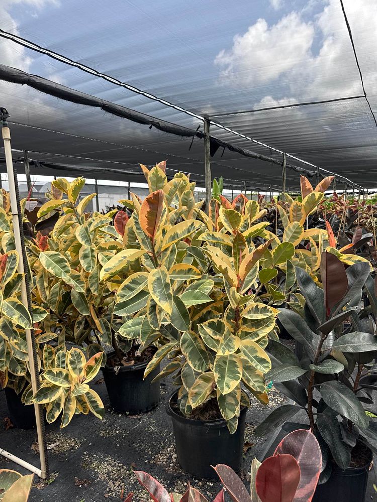ficus-elastica-tineke-rubber-plant-indian-rubber-tree