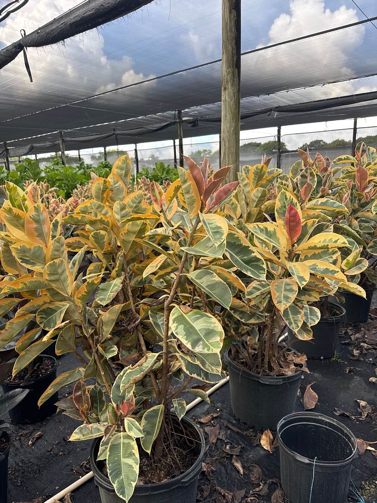 ficus-elastica-tineke-rubber-plant-indian-rubber-tree