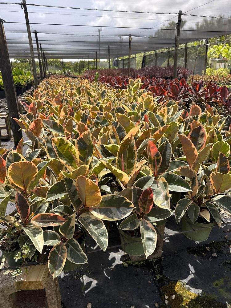 ficus-elastica-tineke-rubber-plant-indian-rubber-tree