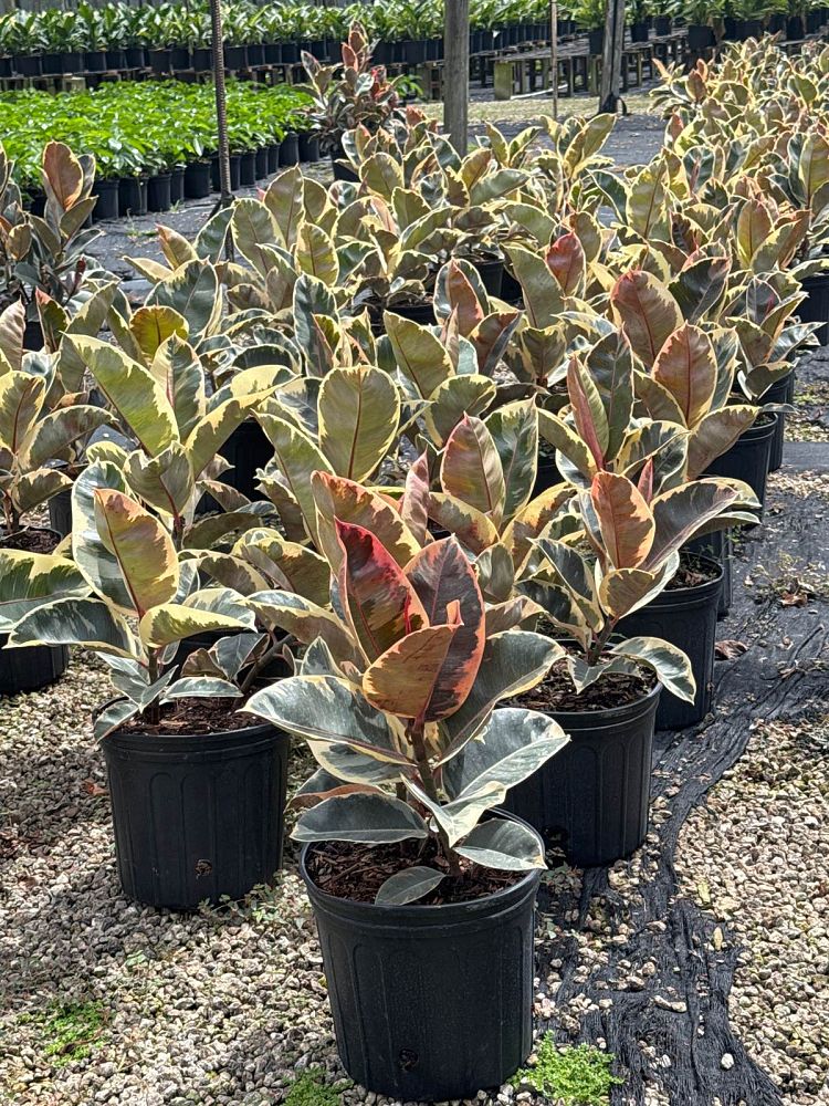 ficus-elastica-tineke-rubber-plant-indian-rubber-tree