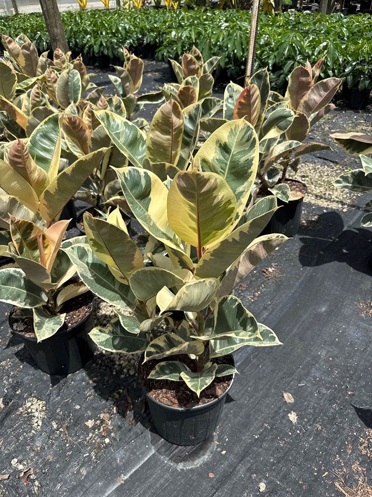 ficus-elastica-tineke-rubber-plant-indian-rubber-tree