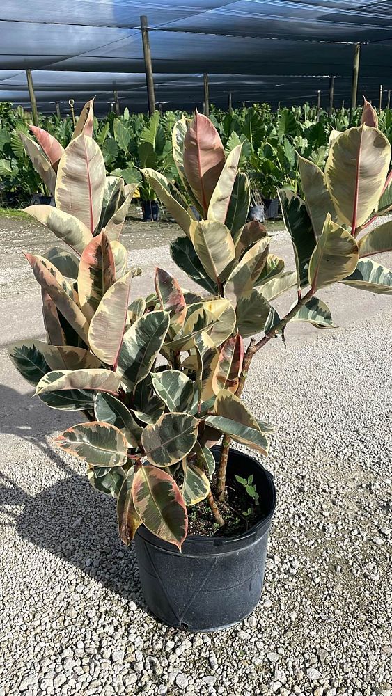 ficus-elastica-tineke-rubber-plant-indian-rubber-tree