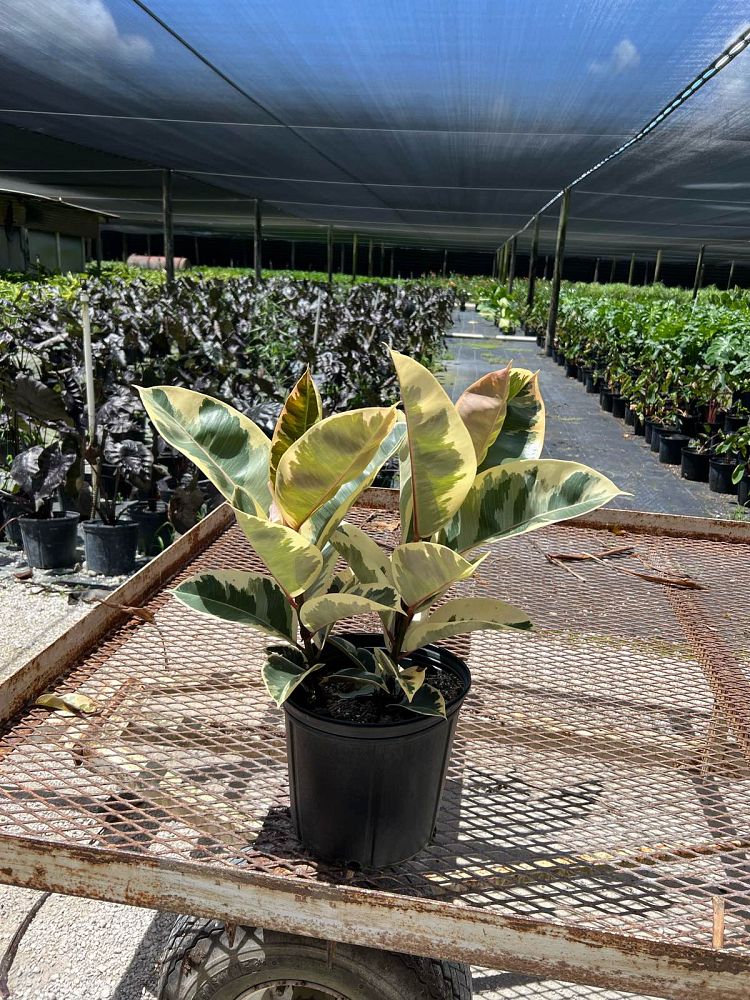 ficus-elastica-tineke-rubber-plant-indian-rubber-tree