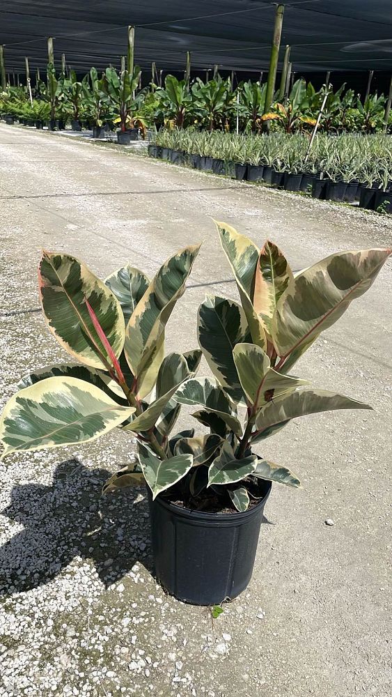 ficus-elastica-tineke-rubber-plant-indian-rubber-tree