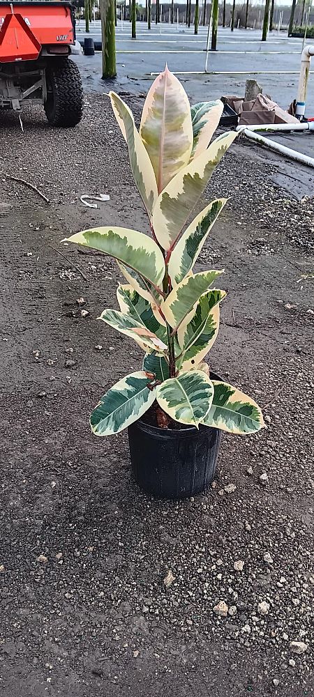 ficus-elastica-tineke-rubber-plant-indian-rubber-tree