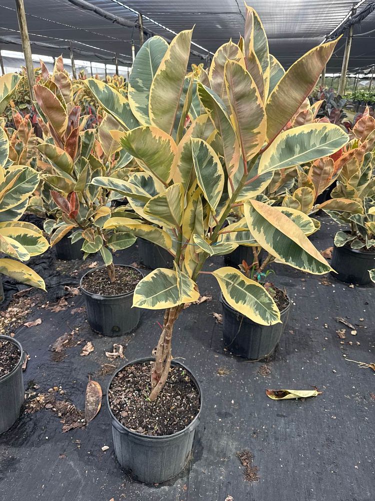 ficus-elastica-tineke-rubber-plant-indian-rubber-tree