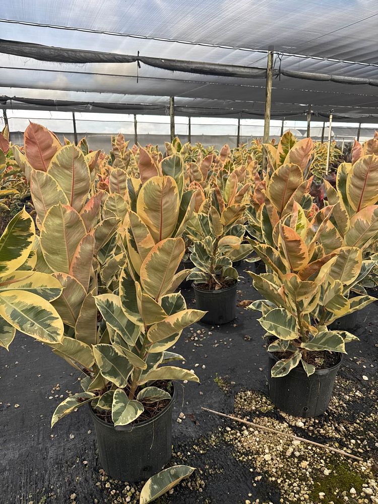 ficus-elastica-tineke-rubber-plant-indian-rubber-tree