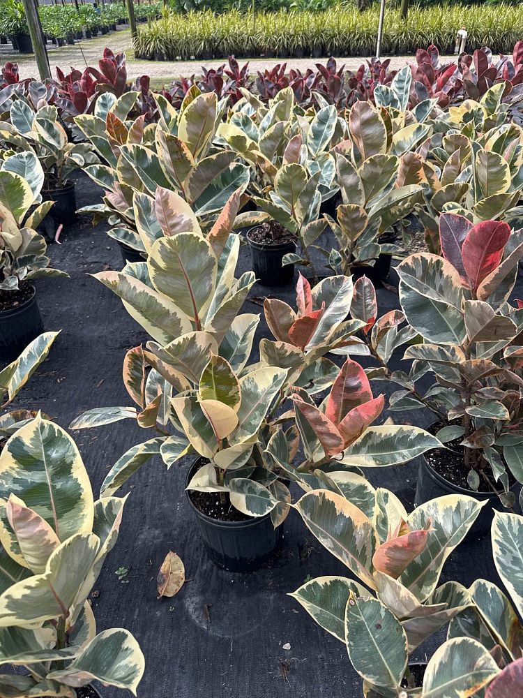 ficus-elastica-tineke-rubber-plant-indian-rubber-tree