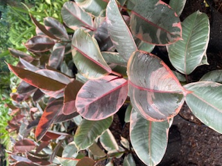ficus-elastica-tineke-rubber-plant-indian-rubber-tree