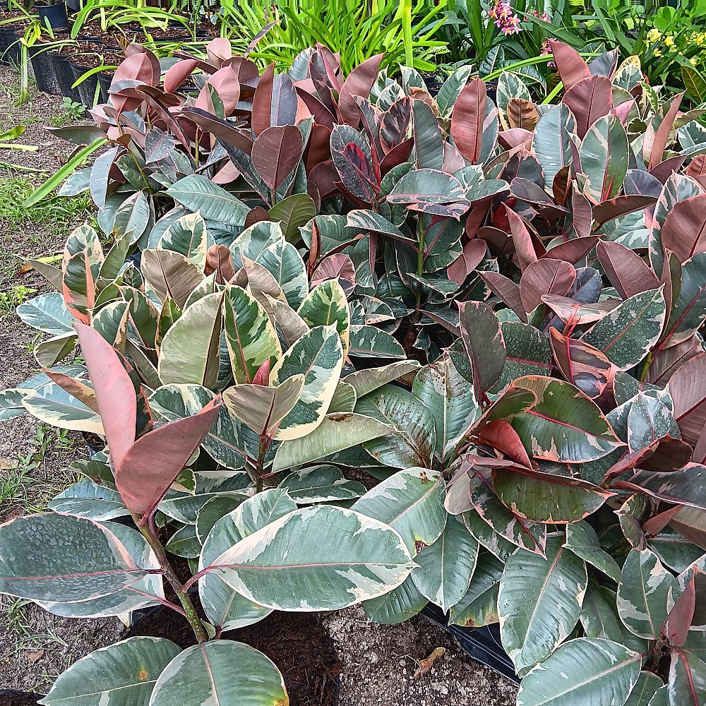 ficus-elastica-tineke-rubber-plant-indian-rubber-tree
