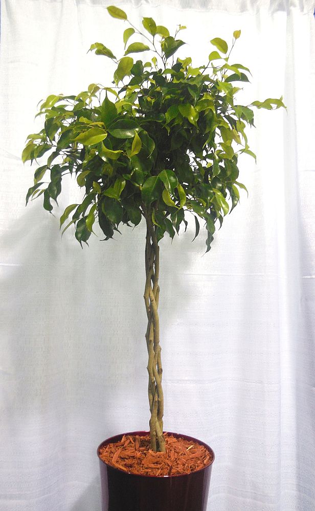ficus-fig