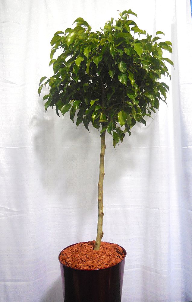 ficus-fig