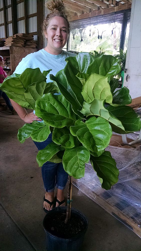 ficus-fig
