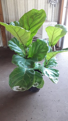 ficus-fig