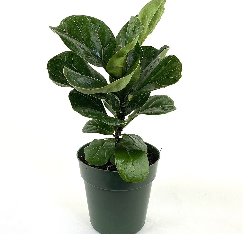 ficus-lyrata-bambino-dwarf-fiddle-leaf-fig-ficus-pandurata