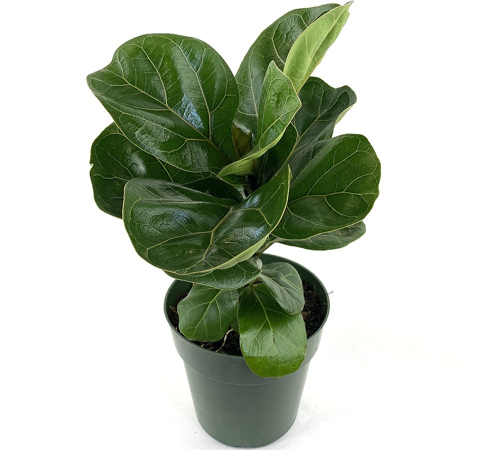 ficus-lyrata-bambino-dwarf-fiddle-leaf-fig-ficus-pandurata