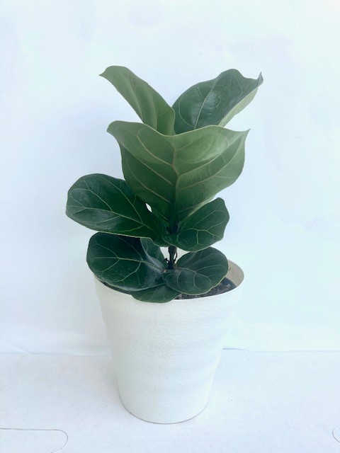 ficus-lyrata-bambino-dwarf-fiddle-leaf-fig-ficus-pandurata