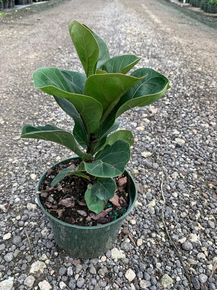 ficus-lyrata-bambino-dwarf-fiddle-leaf-fig-ficus-pandurata