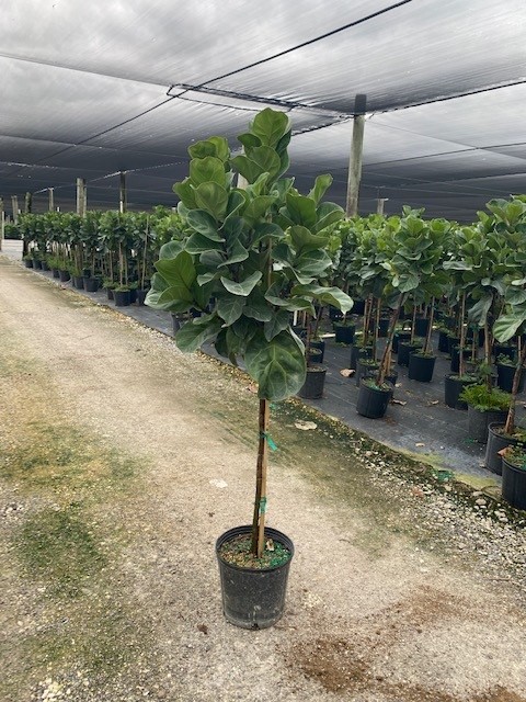 ficus-lyrata-bambino-dwarf-fiddle-leaf-fig-ficus-pandurata