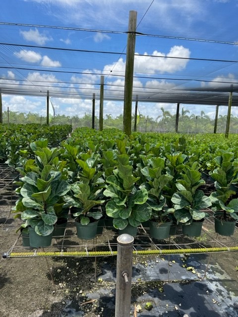 ficus-lyrata-bambino-dwarf-fiddle-leaf-fig-ficus-pandurata