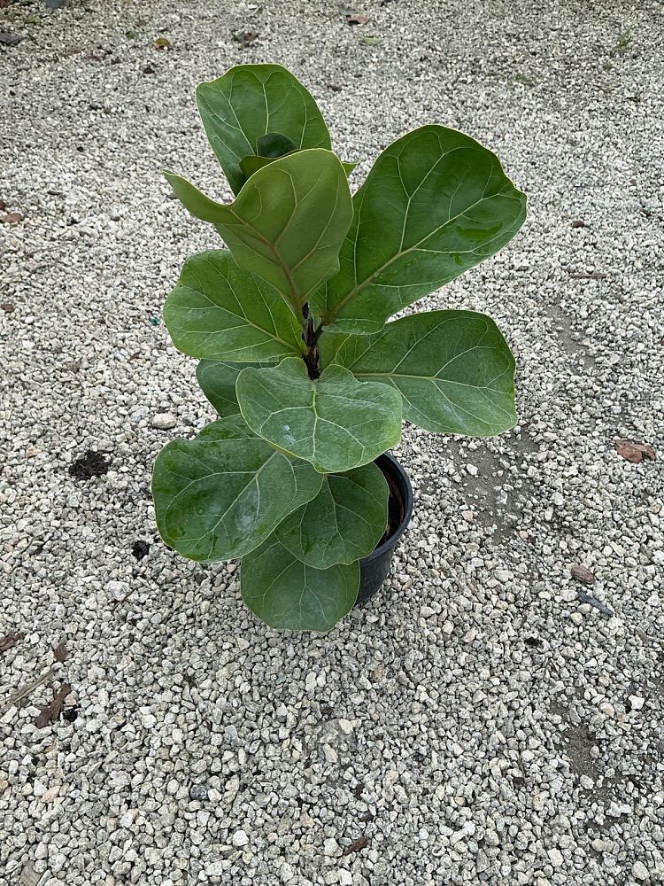 ficus-lyrata-bambino-dwarf-fiddle-leaf-fig-ficus-pandurata