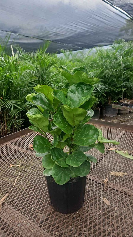 ficus-lyrata-bambino-dwarf-fiddle-leaf-fig-ficus-pandurata