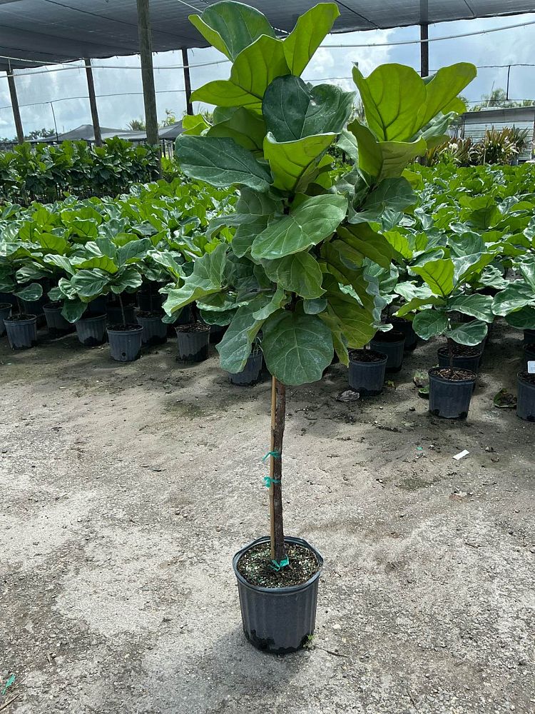 ficus-lyrata-bambino-dwarf-fiddle-leaf-fig-ficus-pandurata