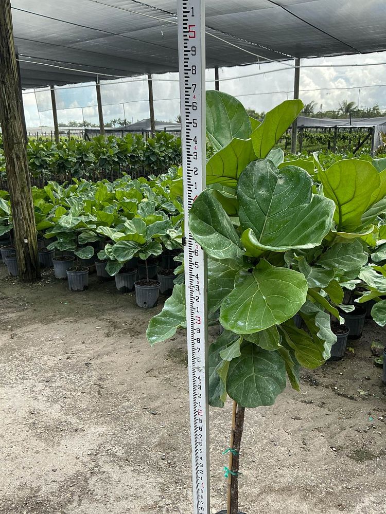 ficus-lyrata-bambino-dwarf-fiddle-leaf-fig-ficus-pandurata
