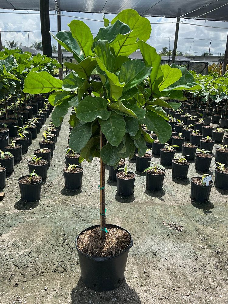 ficus-lyrata-bambino-dwarf-fiddle-leaf-fig-ficus-pandurata