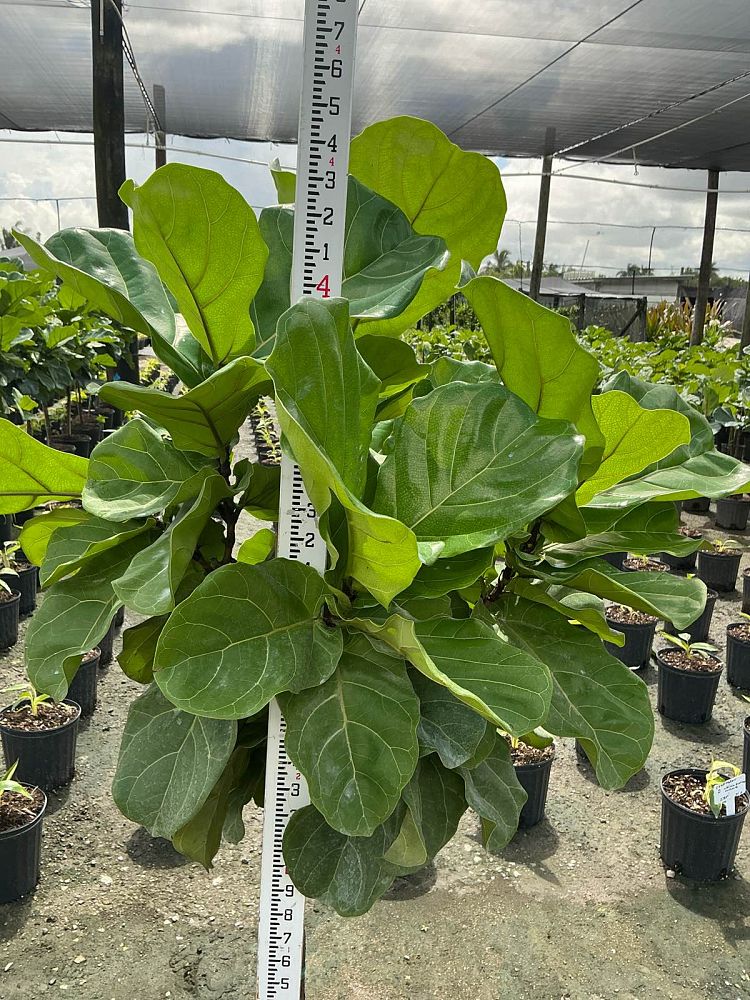 ficus-lyrata-bambino-dwarf-fiddle-leaf-fig-ficus-pandurata