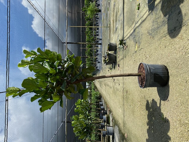 ficus-lyrata-everglades-fiddle-leaf-fig-ficus-pandurata