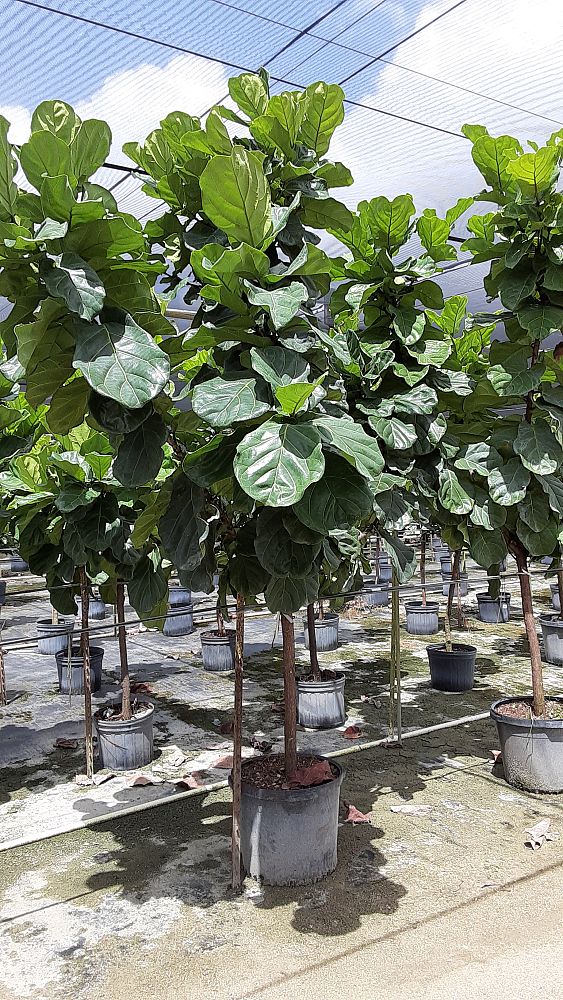 ficus-lyrata-everglades-fiddle-leaf-fig-ficus-pandurata